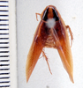 Hemithyrsocera dichroa (Hebard, 1929): Photo by Heidi Hopkins. dorsal habitus. (Otu).