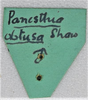 CollectionObject 1618750; 589776e0-ad73-4511-b5dd-ceab97e1d467: (CollectionObject).