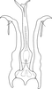 Aedeagus, ventral view on Aguriahana adusta Chiang, Hsu & Knight, 1989: Aedeagus, ventral view. (Observation).