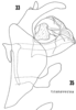 Pygofer, lateral view: !! display not done !! on Bothriocera transversa Caldwell, 1943: (Observation).