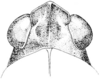 Tetrix brunnerii (Bolívar, 1887): Fig. 33. male, head, dorsal view. (Otu).