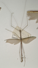 CollectionObject 1561971; a4f16831-97e2-4734-896b-ae13ccbaea01: copyright OUMNH. male of Necroscia meneptolemus (holotype). (CollectionObject).
