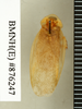 Arenivaga erratica (Rehn, 1903): Copyright Natural History Museum, London. Non-type (adult male) in BM(NH). Dorsal view. (Otu).