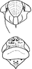 Head: !! display not done !! on Streptanus (Streptanus) sordidus (Zetterstedt, 1828): Head, pro-, and mesothorax. (Observation).