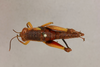 CollectionObject 1518846; e18b631b-810a-4daf-9d28-dbb85bcab85c: female, dorsal view (holotype). (CollectionObject).