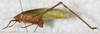 CollectionObject 1475836; NMW 16638, 912b7a10-312d-406a-96a3-a66d1f2c1826: male, lateral view (syntype). (CollectionObject).