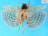 CollectionObject 1474991; ec7be979-a81d-4ed0-9063-db52ddf79877, MfN 3450: female, dorsal view (holotype). (CollectionObject).