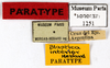CollectionObject 1587293; MNHN(SF IMPORT DUPLICATE) MNHN-EP-EP1251, 66d7a6f6-d0a9-40d2-945b-dfba0fd0b53f: CC BY-NC-ND 4.0/MNHN - Depraetere Marion - 2014. Paratype, female, of interior Hebard, 1921. Specimen number: MNHN-EP-EP1251. http://coldb.mnhn.fr/catalognumber/mnhn/ep/ep1251. (CollectionObject).