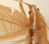 CollectionObject 1534567; e9424801-51eb-4f22-9f92-882f7e2a1188: female pronotum, dorsal view (syntype). (CollectionObject).