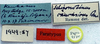 CollectionObject 1520615; d4a0c3fa-29df-4746-a5d1-9b0f0c2f3c24: labels (paratype of Pholidoptera caucasicus). (CollectionObject).
