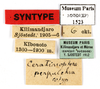 CollectionObject 1587607; MNHN(SF IMPORT DUPLICATE) MNHN-EP-EP1523, 847fcbbd-20c5-4e48-ae73-75886b3c4695: CC BY-NC-ND 4.0/MNHN - Depraetere Marion - 2014. Syntype, sex unknown, of perpulchrum Shelford, 1910. Specimen number: MNHN-EP-EP1523. http://coldb.mnhn.fr/catalognumber/mnhn/ep/ep1523. (CollectionObject).