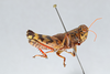 CollectionObject 2869223; CNCI 1013427, 10c7bca7-fe10-43c0-bfe2-2aaa356b9a7b: Agroecotettix modestus. (CollectionObject).