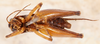 CollectionObject 1523729; d228cabd-fe4c-40ee-b581-141509ab95a0: male, ventral view (holotype). (CollectionObject).