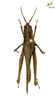 CollectionObject 1861853; 5cb915e0-df63-4b90-9627-d3dfa302e72b, Unioeste Cascavel K-0054: Female. Dorsal view. (CollectionObject).