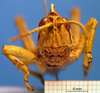 CollectionObject 1538317; e1520398-6d14-49f1-903d-fd41f22dd68a: male, frontal view (holotype). (CollectionObject).