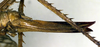 ovipositor (holotype). Depicts CollectionObject 1500345; f5e2f458-23a0-4fda-9722-849fcd81cab9, a CollectionObject.