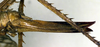 CollectionObject 1500345; f5e2f458-23a0-4fda-9722-849fcd81cab9, DORSA BTacauniHTF: ovipositor (holotype). (CollectionObject).