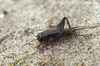 CollectionObject 1584987; b2d2f369-69c4-4aa3-abd2-595bb96c2475: male. (CollectionObject).