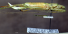 CollectionObject 1529069; ZIN 3224771, 9540403d-65e1-4528-8a36-bf9c9ed70811: female, lateral view (paratype). (CollectionObject).