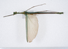 CollectionObject 1579395; 60bdcca9-f270-4b72-9239-3fb26c2b85b3: copyright ZMUH, Hamburg. male, dorsal view (paratype). (CollectionObject).