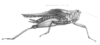 Camelotettix curvinotus Hancock, 1907: Pl. 21, Fig. 6. female habitus (body length 16.5 mm, pronotum 15.5 mm, hind femur 7 mm). (Otu).