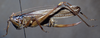CollectionObject 1537872; 1e5469a5-a80a-4a46-b4c1-bf685763a101: female, lateral view. (CollectionObject).