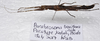 Parabrosoma brevifemurum Seow-Choen, 2018: (Otu).