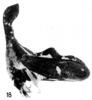 Habitus, lateral view: !! display not done !! on Cladonota (Lecythifera) machinula (Breddin, 1901): (Observation).
