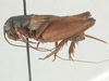 male, lateral view (holotype). Depicts CollectionObject 1505486; ecc99b77-2b79-4c32-8f99-bd04746d18a8, a CollectionObject.