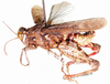 Rhachitopis crassus (Walker, 1870): male, lateral view. (Otu).