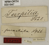labels (holotype). Depicts CollectionObject 1529787; caa7a3f8-9a88-4cc6-bdc6-1afd0b17cffd, a CollectionObject.