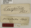 CollectionObject 1529787; caa7a3f8-9a88-4cc6-bdc6-1afd0b17cffd: labels (holotype). (CollectionObject).