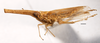 Habitus, lateral view: !! display not done !! on Embolophora monoceros Stål, 1855: (Observation).