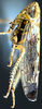Habitus, lateral view on Discolopeus arctus Stiller, 2019: Habitus, male, lateral view. (Observation).