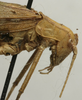 CollectionObject 1535903; 1cae8755-b063-4420-89d0-172bcde1ebf5, MNCN8269: male head and pronotum, lateral view (syntype). (CollectionObject).