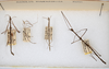 CollectionObject 1563618; 44ca52b2-7992-4958-84fd-693f6f5449b0: copyright ANSP. male, dorsal view (paratype). (CollectionObject).