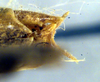 CollectionObject 1564691; 15513917-ac07-43dd-9eda-2cdb96096cc8: male abdomen tip (syntype). (CollectionObject).
