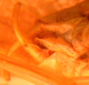 CollectionObject 1543678; c592e106-080a-4210-9033-94a90a317202: male abdomen tip, ventral view (syntype). (CollectionObject).