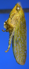 Habitus, lateral view on Rugosella obrienorum (Freytag & DeLong, 1971): Male holotype [OSU]: habitus, lateral view. (Observation).