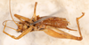 CollectionObject 1523721; ad1bcb63-524d-4858-89c5-ff139da82df0: male, ventral view (holotype). (CollectionObject).