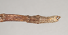 CollectionObject 1557437; NHMUK(SF IMPORT DUPLICATE) 844931, 73dc58a5-5d8b-4a78-8895-2413608daed1: copyright Natural History Museum, London. male: end of abdomen, dorsal view of synonym Bactrododema lugardi (holotype). (CollectionObject).