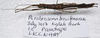 Parabrosoma brevifemurum Seow-Choen, 2018: (Otu).