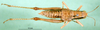 CollectionObject 1584524; 9d619361-9954-4d9a-8e2b-944952c0cd83: female, dorsal view (paratype). (CollectionObject).