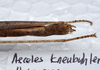 CollectionObject 1576071; f30be167-569e-4705-a21a-3b84e585338e: copyright ZRC, Singapore. female: end of abdomen, lateral view (holotype). (CollectionObject).