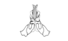 Chlorus borellii (Giglio-Tos, 1894): Fig. 5C. Distal portion of aedeagus (ventral view). (Otu).