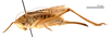 CollectionObject 1578320; 84e17f94-7f0a-45f4-a28d-59ba00798090: female, lateral view (allotype of Gampsocleis kaszabi Bazyluk, 1972). (CollectionObject).