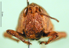 CollectionObject 1502659; 2f3d92b2-67ee-4e40-b65c-980a0a721361: female, frontal view (paratype of Ixalidium usambaricum). (CollectionObject).