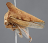 Habitus, lateral view on Ennya nutans (Stål, 1870): (Observation).