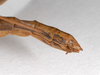 CollectionObject 1560319; badd2630-f1c6-420d-94ff-77ab12adcf7a: copyright ZMHB, Berlin. female: end of abdomen, lateral view (paralectotype). (CollectionObject).