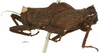 CollectionObject 1533861; f5ec2d3a-b9b0-4231-9c7f-3d3b533d705f: male, lateral view (syntype). (CollectionObject).